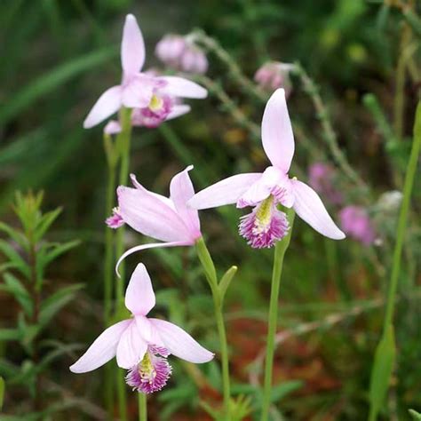 pogonia ophioglossoides for sale